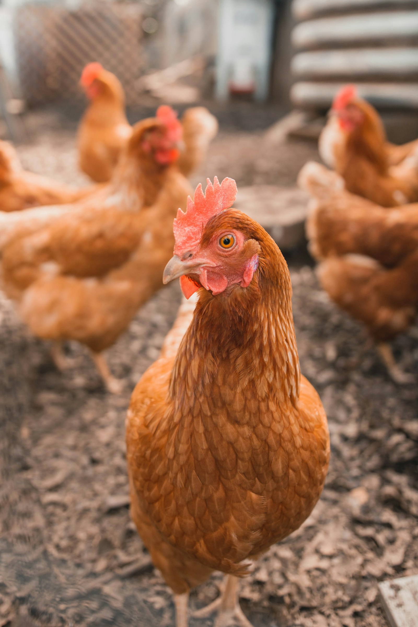 Fotografía ilustrativa de gallinas, sector avícola